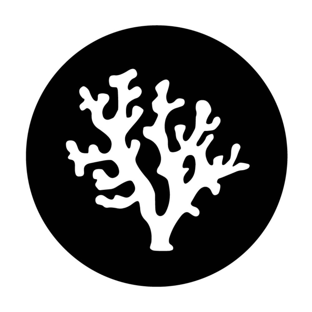 Restoring the ocean, one coral at a time