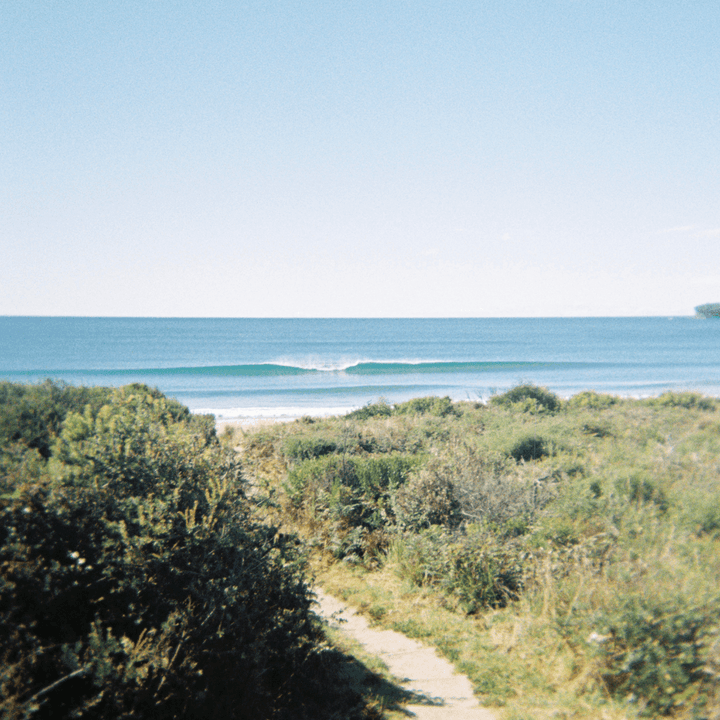 A 35mm film image of a Pathway leading to the ocean with greenery on a sunny day.